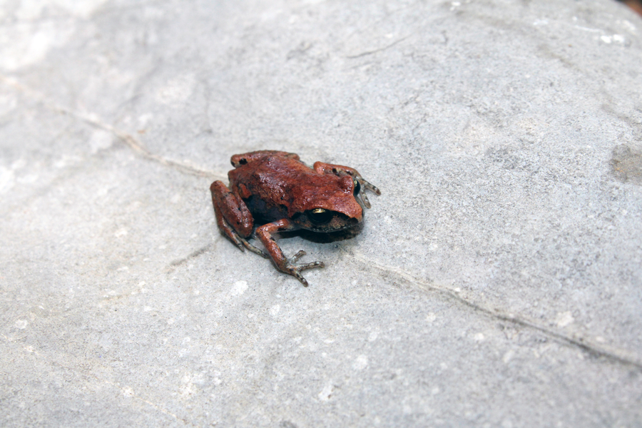 Eleutherodactylus angustidigitorum