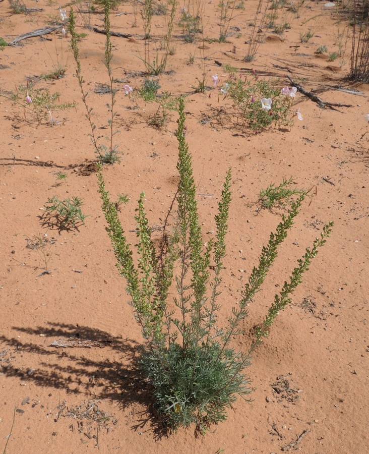 Artemisia campestris