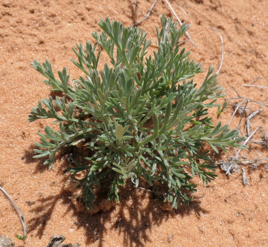 Artemisia campestris