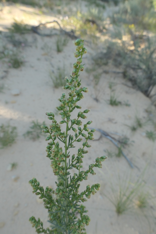 Artemisia campestris