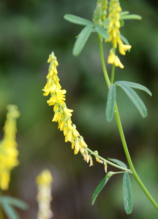 Melilotus Melilotus
