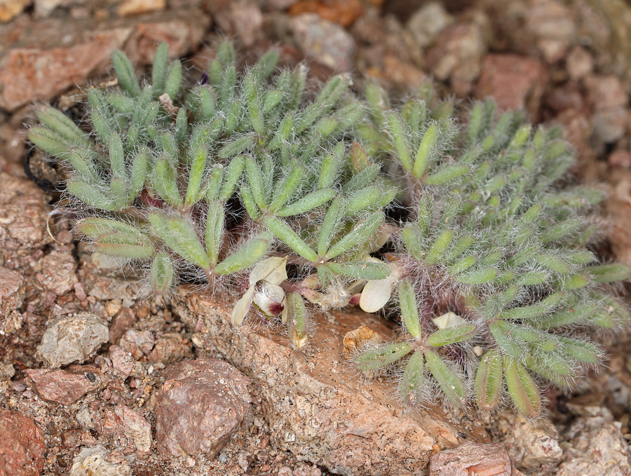 Lupinus uncialis