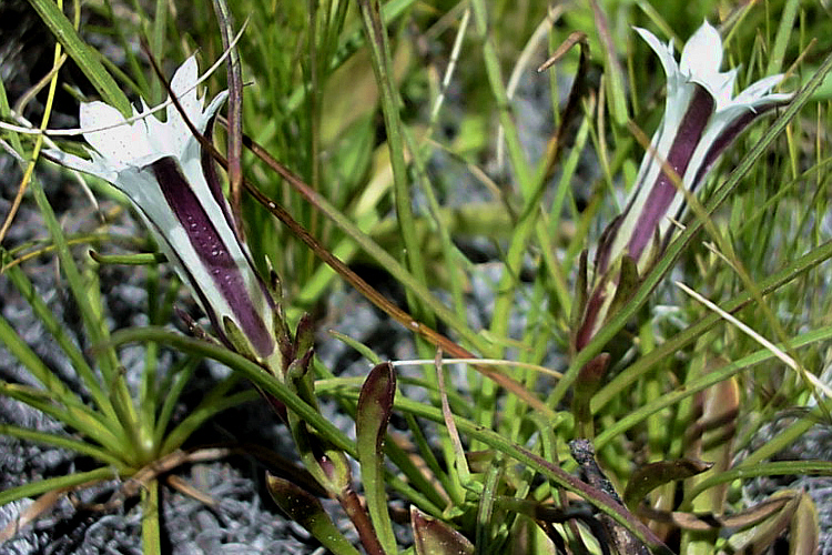 Gentiana newberryi