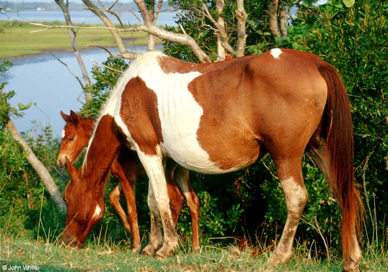 Equus caballus