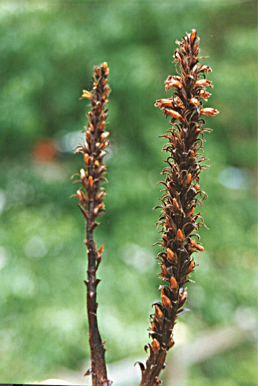 Aphyllon validum ssp. howellii