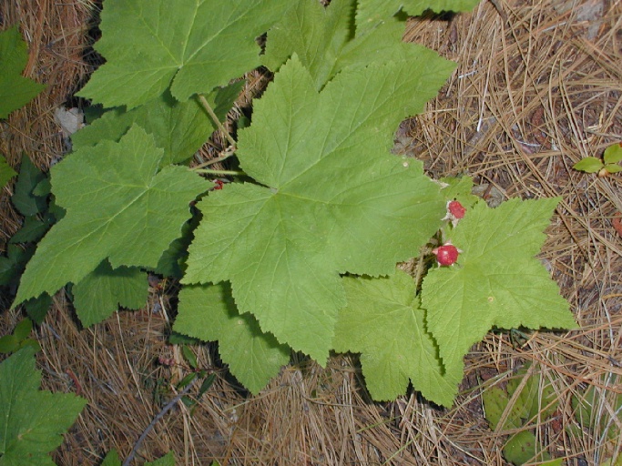 Rubus parviflorus