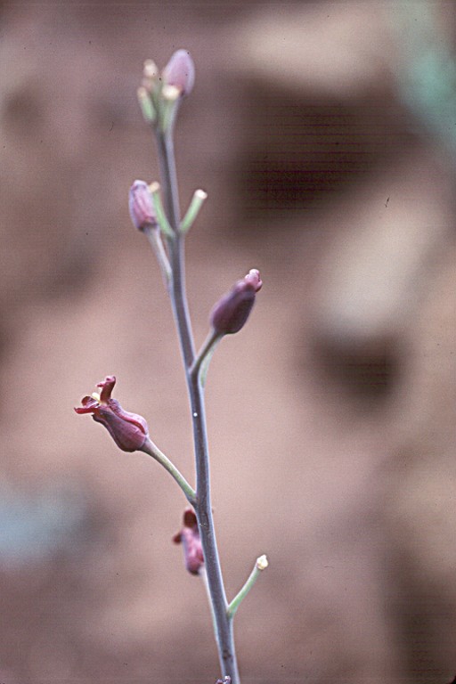 Streptanthus howellii