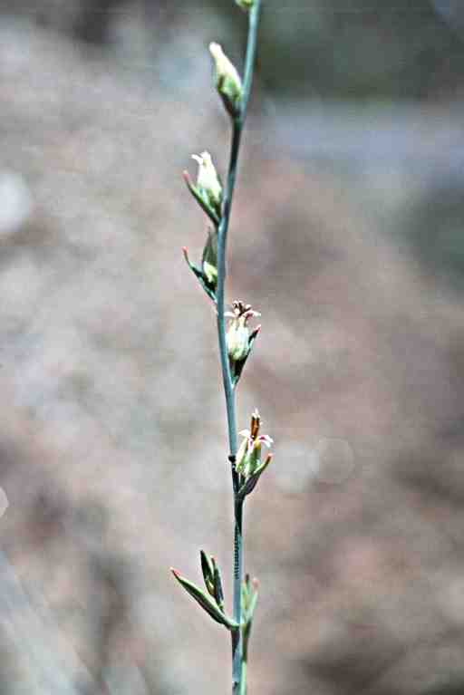 Streptanthus morrisonii ssp. kruckebergii
