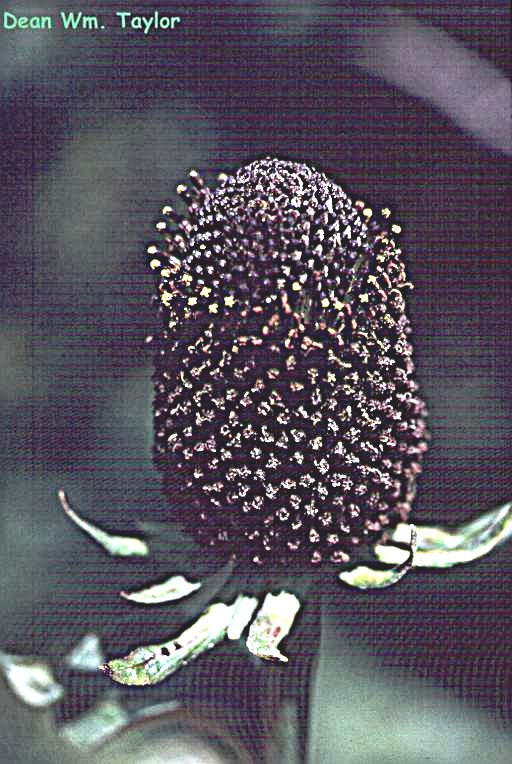 Rudbeckia occidentalis var. occidentalis