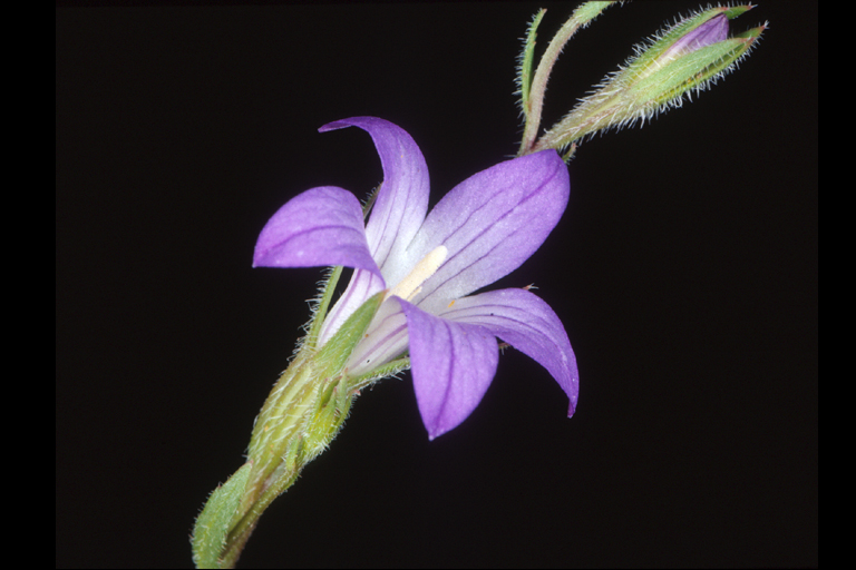 Githopsis pulchella ssp. campestris