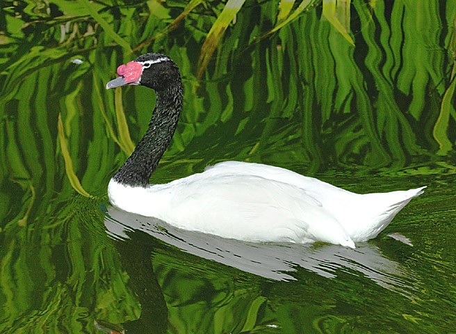 Cygnus melancoryphus Cygnus melancoryphus