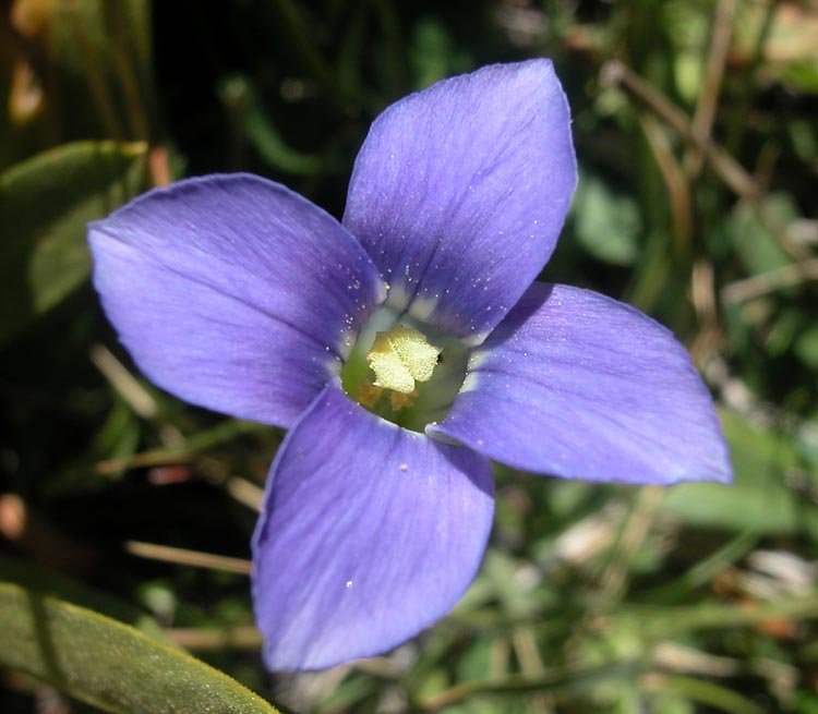 Gentianopsis holopetala