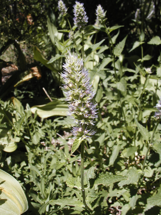 Agastache urticifolia Agastache urticifolia