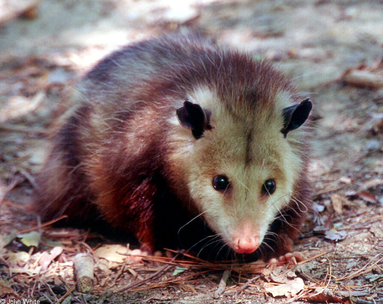 Didelphis virginiana