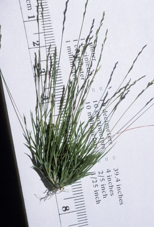 Muhlenbergia richardsonis