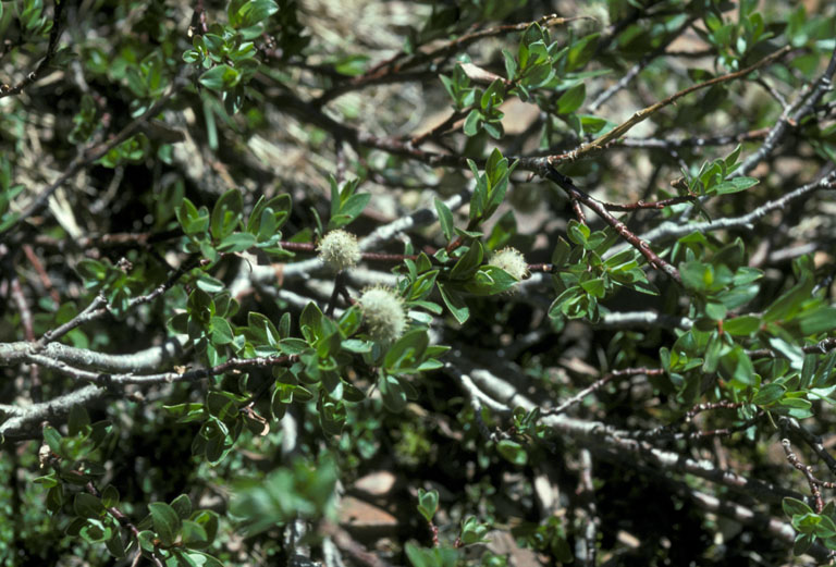 Salix brachycarpa var. brachycarpa