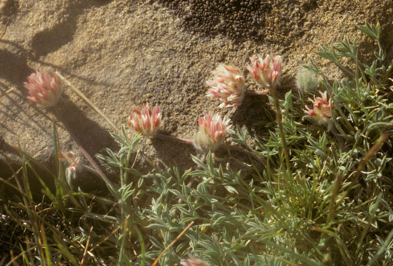 Trifolium andersonii var. beatleyae