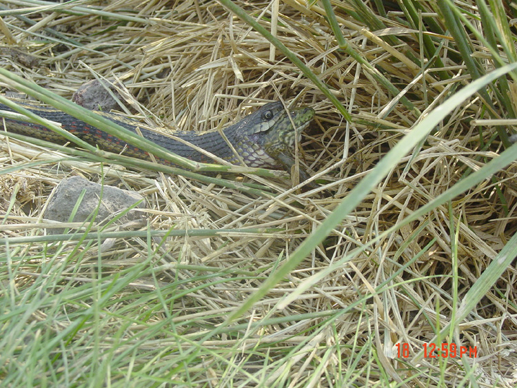 Thamnophis sirtalis fitchi