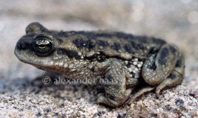 Rhinella achalensis