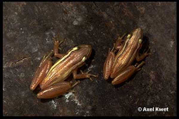 Scinax squalirostris