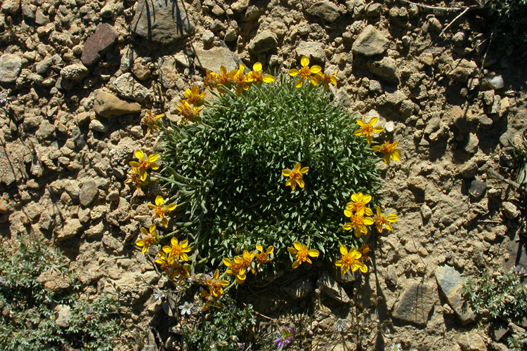 Stenotus acaulis Stenotus acaulis
