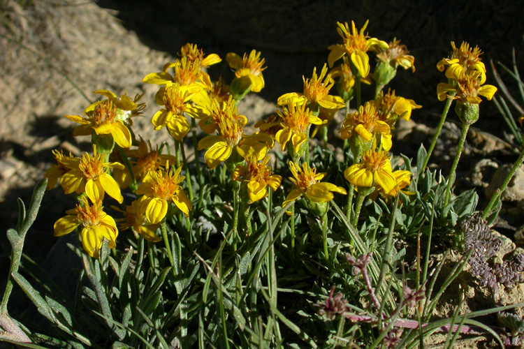 Stenotus acaulis Stenotus acaulis