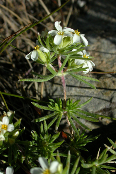 Leptosiphon nuttallii ssp. pubescens