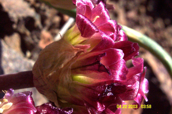 Allium shevockii
