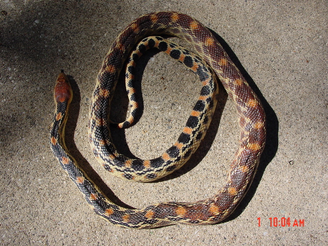 Pituophis vertebralis