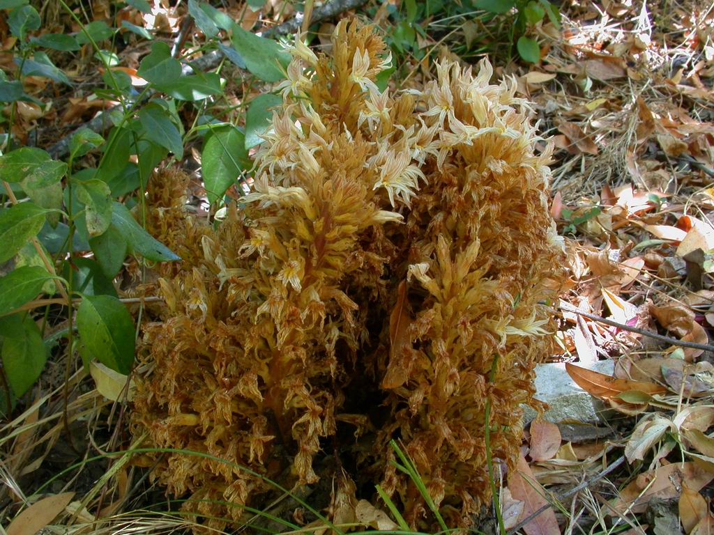 Orobanche vallicola