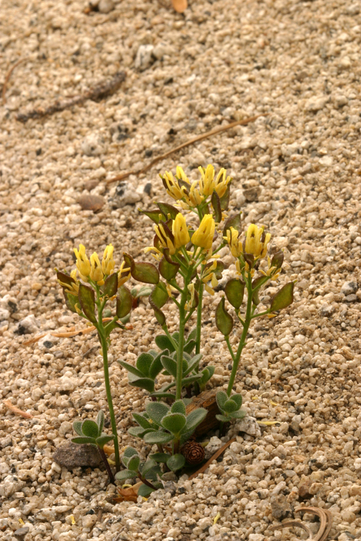 Draba asterophora var. asterophora