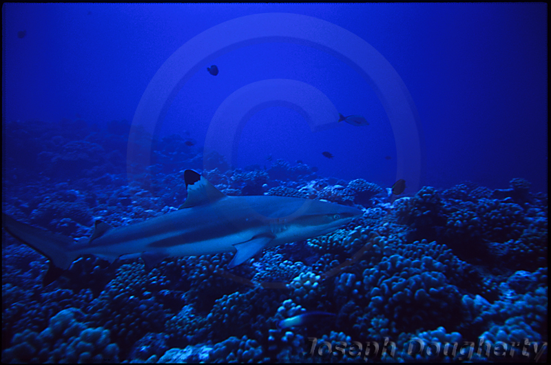 Carcharhinus melanopterus Carcharhinus melanopterus