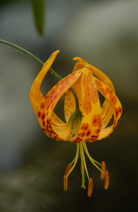 Lilium pardalinum Lilium pardalinum