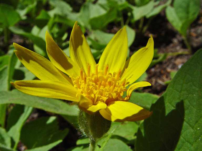 Arnica latifolia Arnica latifolia