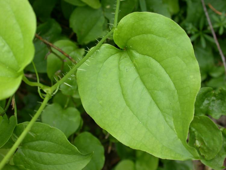 Smilax californica