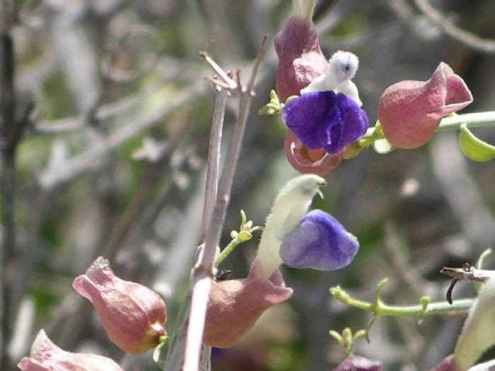 Scutellaria mexicana Scutellaria mexicana