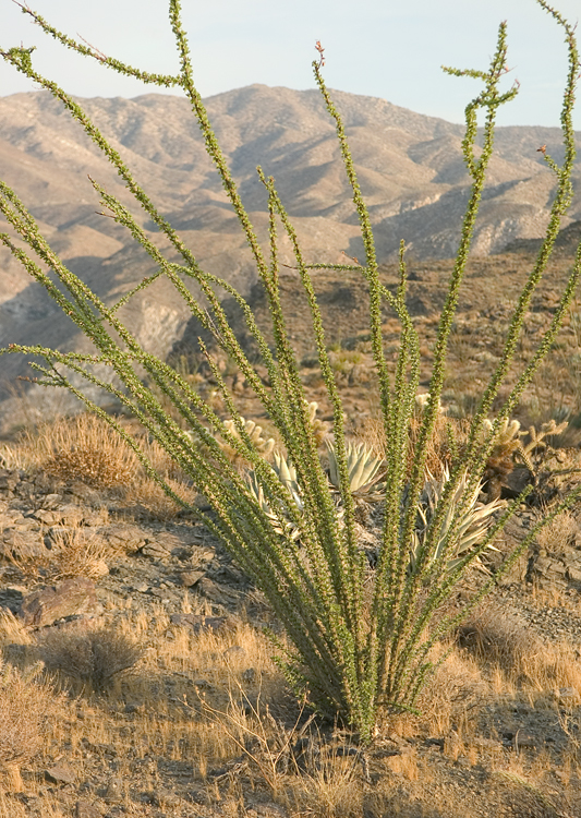 Fouquieria splendens Fouquieria splendens