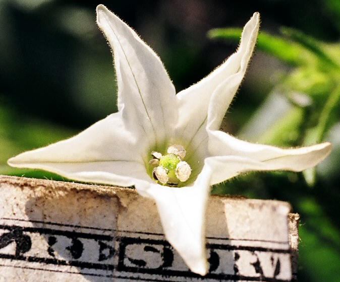 Nicotiana quadrivalvis