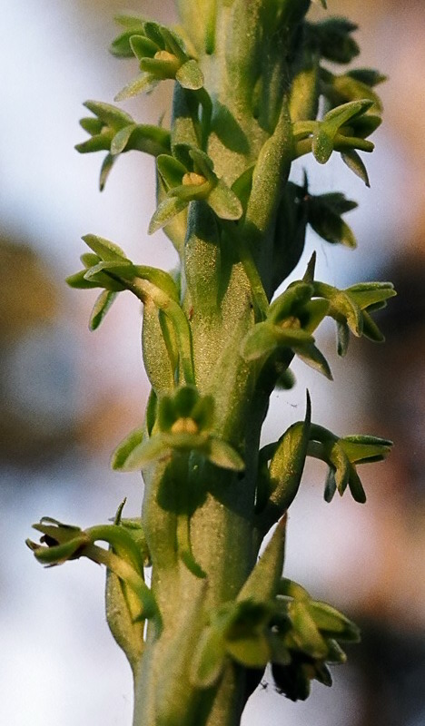 Piperia michaelii Piperia michaelii