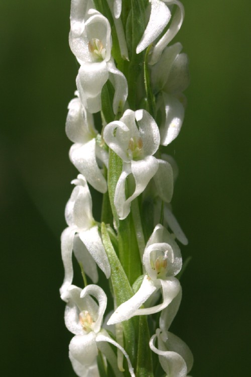 Platanthera dilatata var. leucostachys
