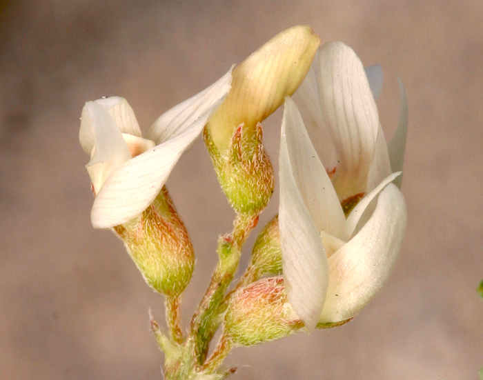 Astragalus johannis-howellii