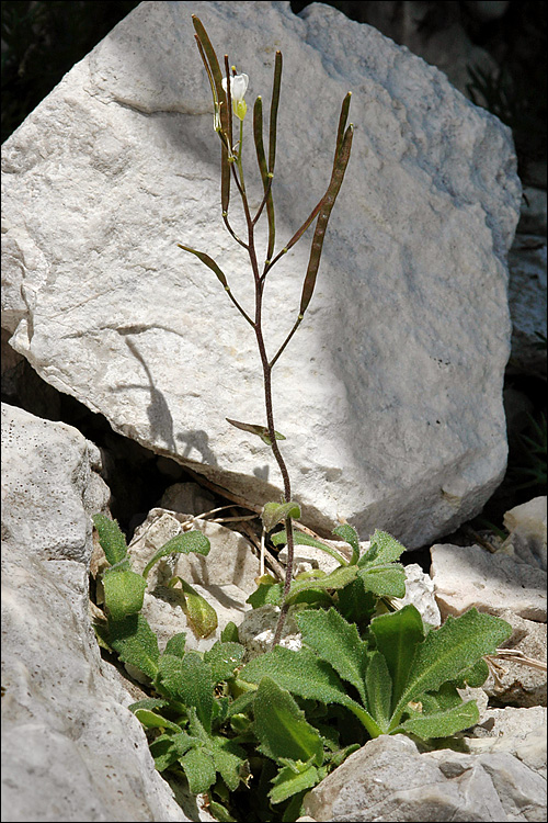 Arabis alpina ssp. alpina