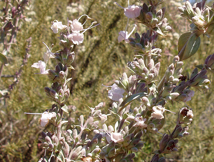 Salvia apiana