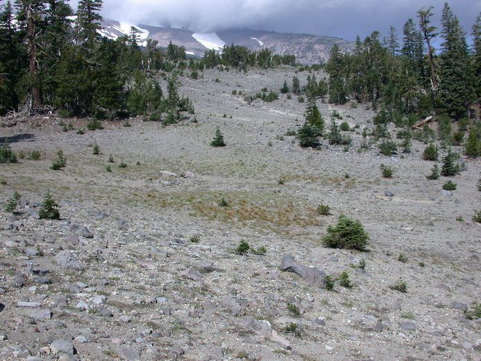 Eriogonum pyrolifolium var. pyrolifolium
