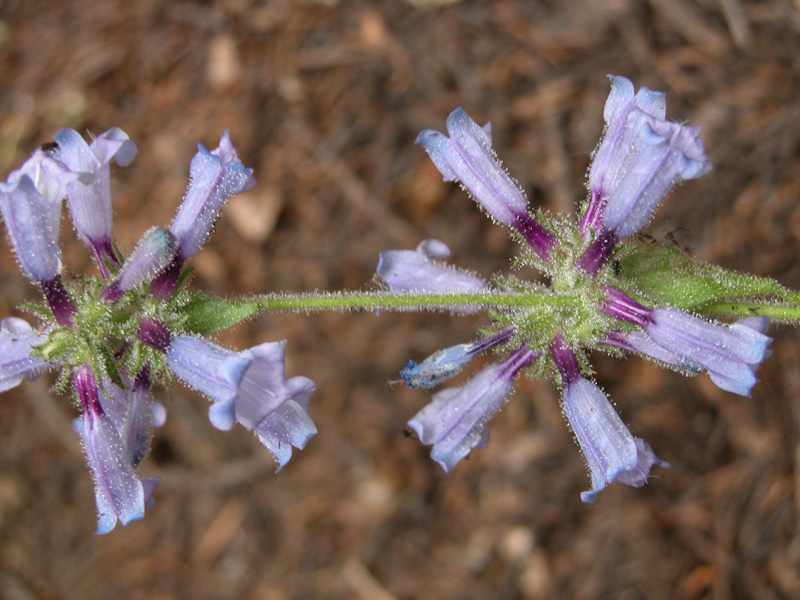 Penstemon anguineus