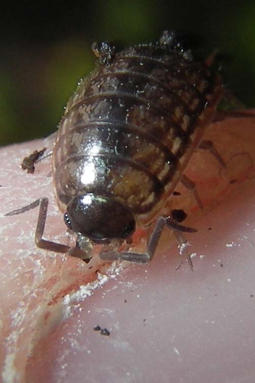 Philoscia muscorum Philoscia muscorum