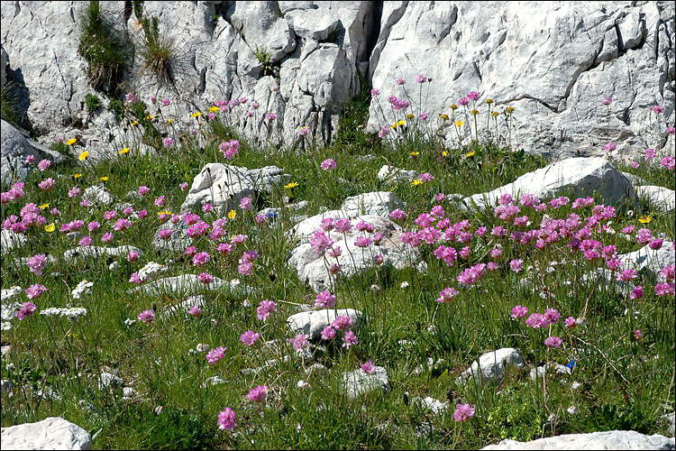Armeria alpina