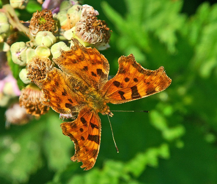 Polygonia c-album Polygonia c-album