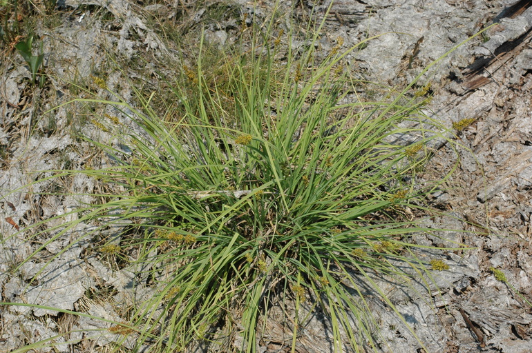 Carex arcta