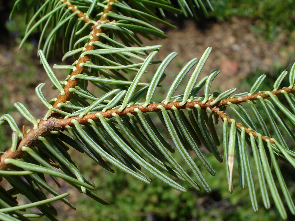 Abies concolor ssp. lowiana